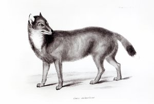 Canis Antarcticus